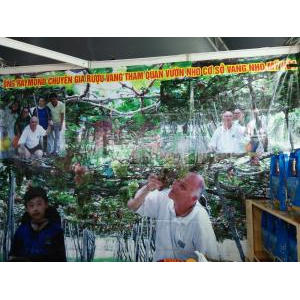 Rượu Vang Nho Homi Wine