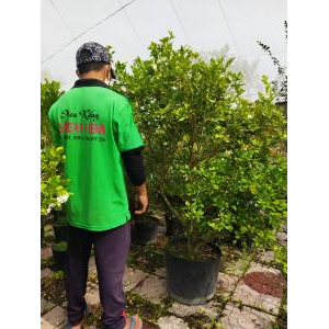 Cty TNHH Hoa Kiểng Bách Hoa