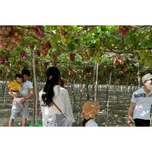 Rượu Vang Nho Homi Wine