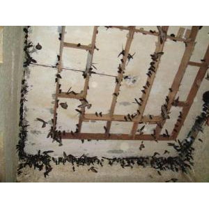 Cty TNHH Yến - Sâm Tâm Phúc