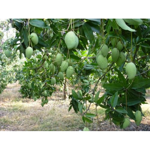 Vùng nguyên liệu