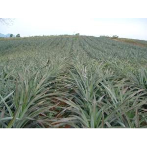 Vùng nguyên liệu