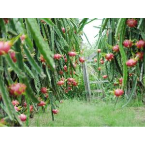 Vùng nguyên liệu