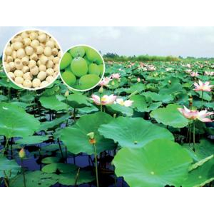 Vùng nguyên liệu