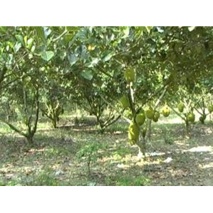 Vùng nguyên liệu