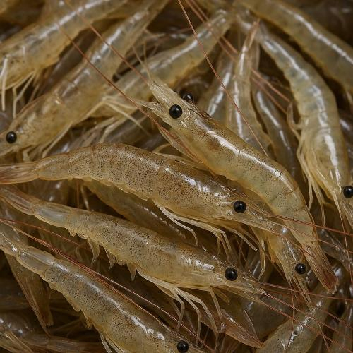 Tép Đồng Tươi Là Gì? Cách Chọn Mua Tép Đồng Tươi Ngon