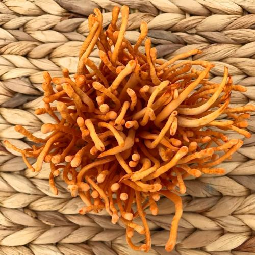 Nước Đông Trùng Hạ Thảo Có Tốt Không?