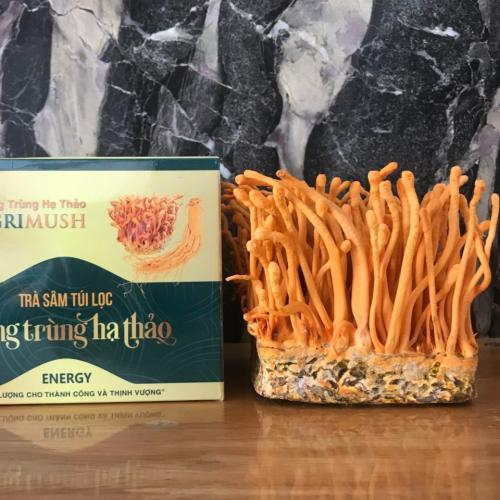 Tác Dụng Phụ Của Đông Trùng Hạ Thảo Mà Bạn Cần Biết