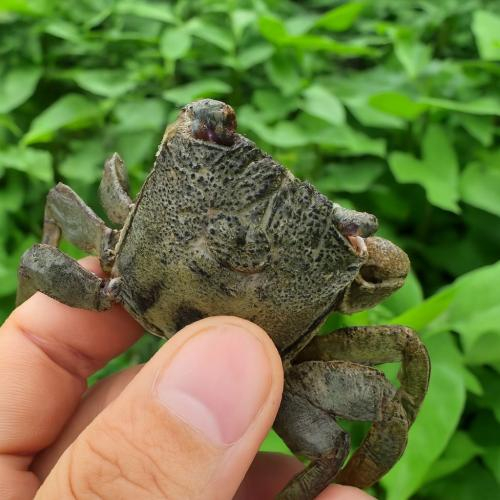 Ba Khía Ăn Con Gì Trong Ương Nuôi?