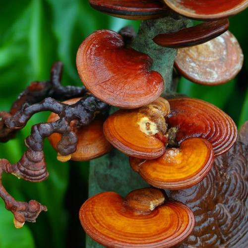 Nấm Linh Chi Để Tủ Lạnh Được Không? Cách Bảo Quản Nấm Linh Chi Tốt Nhất