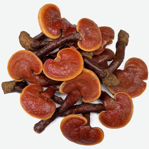 Nấm Lim Xanh Có Tác Dụng Gì?