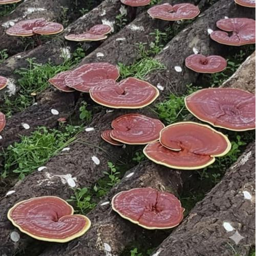 6 Cách Phân Biệt Nấm Linh Chi Hàn Quốc Và Nấm Linh Chi Trung Quốc