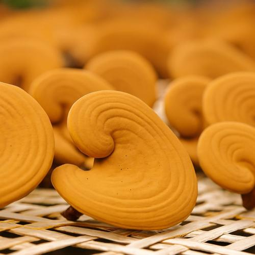 Top 7 Lợi Ích Của Nấm Linh Chi Đối Với Sức Khỏe 