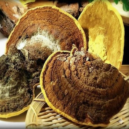 Nấm Thượng Hoàng Là Gì?