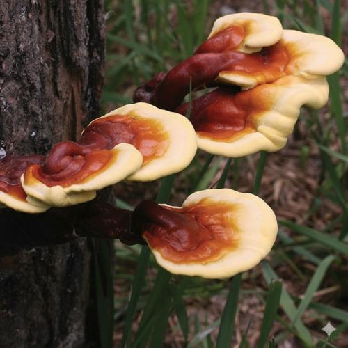 Nấm Linh Chi Có Tác Dụng Gì? Nên Uống Nấm Linh Chi Trong Bao Lâu?