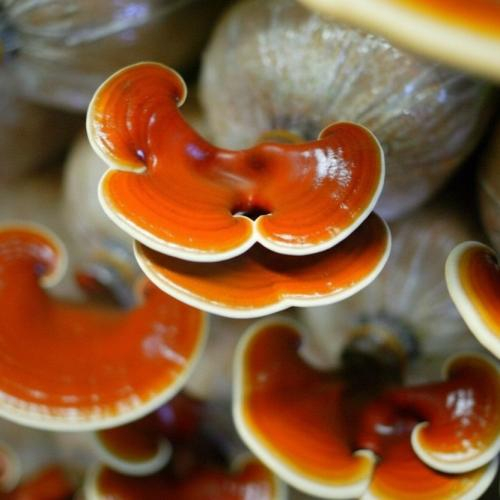 Hoa Tam Thất Kết Hợp Với Nấm Linh Chi Được Không?