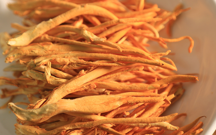 Phân biệt đông trùng hạ thảo tươi và đông trùng hạ thảo khô