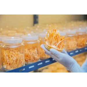 Đông trùng hạ thảo là gì?