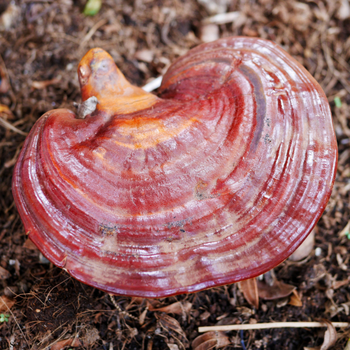 Nấm Linh Chi Đỏ: Vị Vua Của Các Loại Nấm