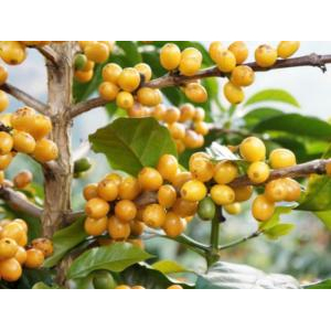 V. Hệ thống nông trại & cam kết bền vững