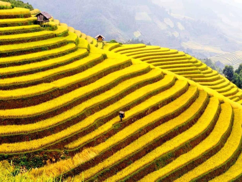 Lễ hội mùa Thu “Sa Pa – Mùa vàng” năm 2022 tổ chức từ ngày 26/8 – 11/9