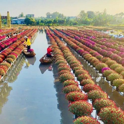 Làng Hoa Sa Đéc: Hành Trình Trăm Năm Từ Vườn Rẫy Đến "Vương Quốc" Hoa Kiểng Miền Tây