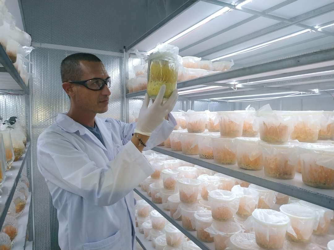 Đặc điểm sản phẩm Quả thể nấm đông trùng hạ thảo khô