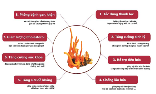 Công dụng của Quả thể nấm đông trùng hạ thảo khô