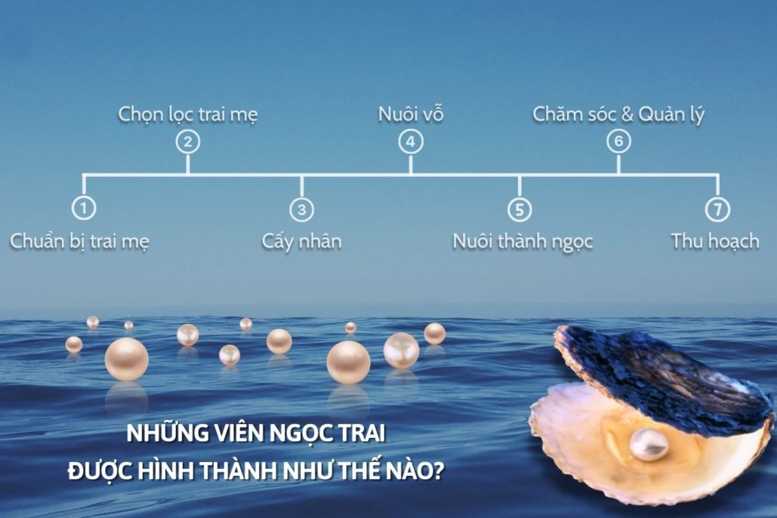 Quy trình nuôi trai