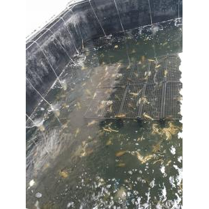 Hợp Tác Xã Dịch Vụ Nông Nghiệp Thanh Thanh