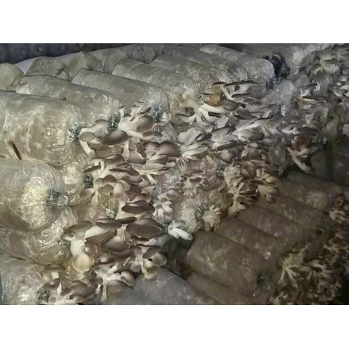 Trang Trại Nông Nghiệp Hiền Nương