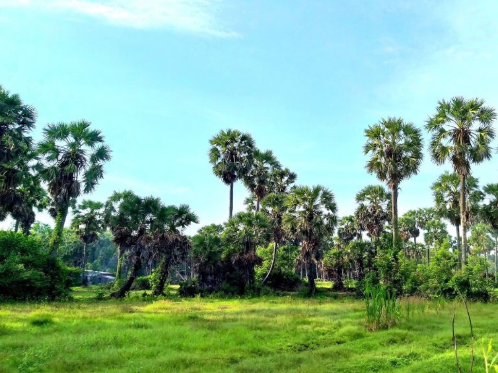 Bảo vệ Cây thốt nốt