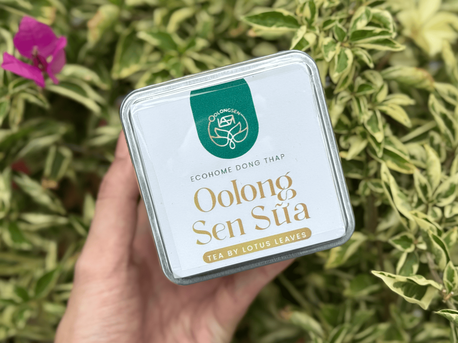 Câu chuyện sản phẩm Oolong sen sữa