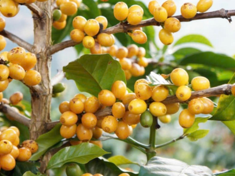 V. Hệ thống nông trại & cam kết bền vững