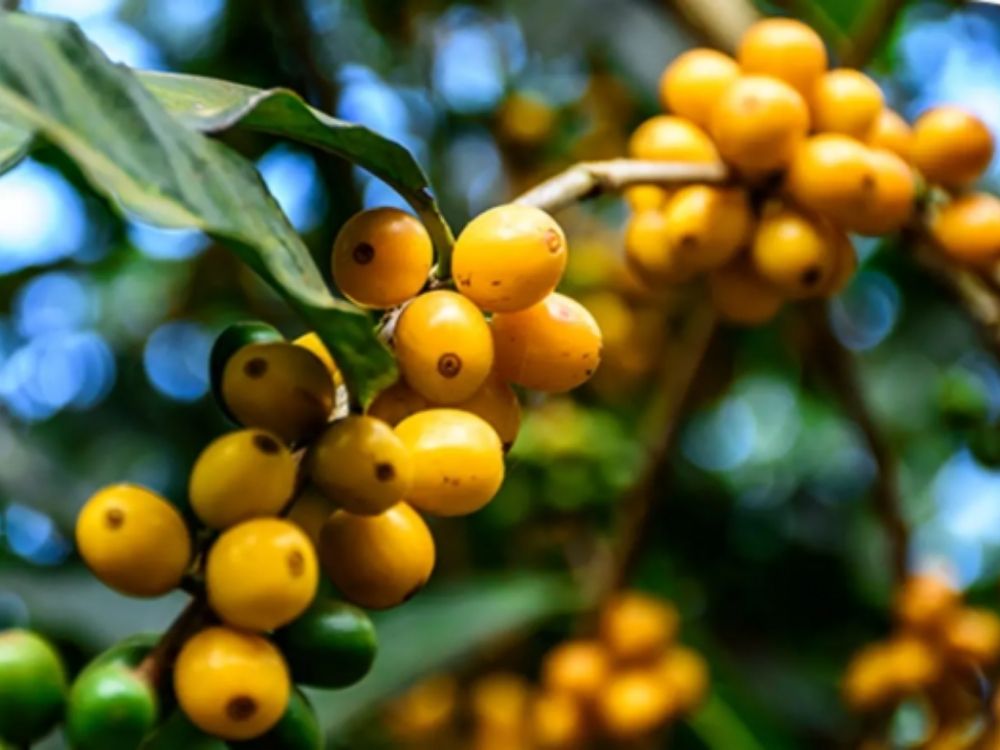 1. Dịch vụ kinh doanh & hỗ trợ bán lẻ, sỉ