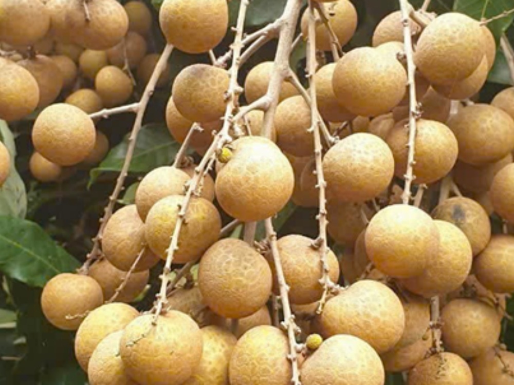 Nhãn ido Liên kết htx Đồng Tháp