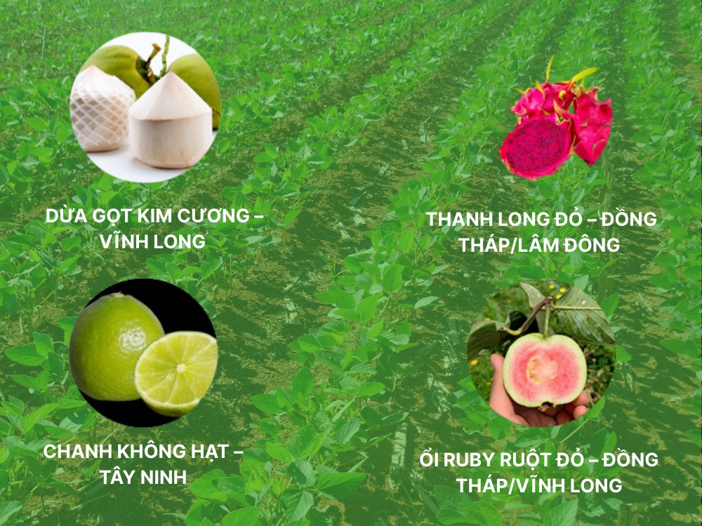 Sản phẩm trái cây tươi